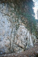 Forest landscape in late autumn or early spring. Rocks covered with mosses and roots. Trees in a mountainous area.