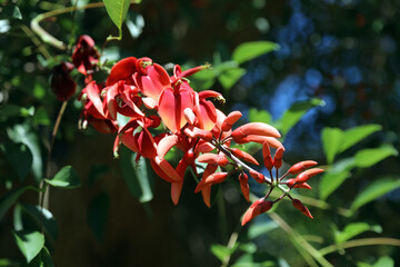 Macro image of Cockspur Coral Tree flowers, New South Wales Australia

