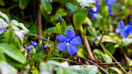 Spring flower Periwinkle Minor.