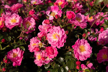 Beautiful red tea roses.