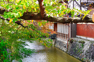 京都の名所　祇園白川の紅葉と伝統的な町屋の風景