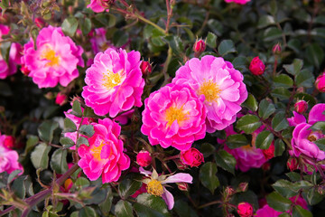 Beautiful red tea roses.