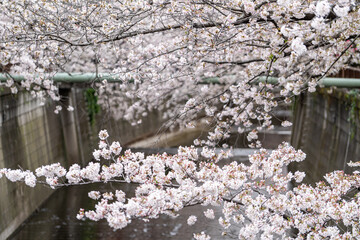 Sakura Tree in Cherry Blossom season at Meguro River, Tokyo , Japan - 684215478