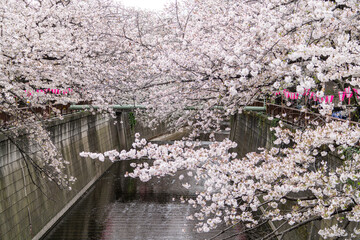 Sakura Tree in Cherry Blossom season at Meguro River, Tokyo , Japan - 684215483