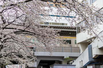 Sakura Cherry Blossom tree in front of meguro train station, Tokyo ,Japan - obrazy, fototapety, plakaty