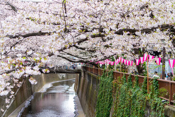 Sakura Tree in Cherry Blossom season at Meguro River, Tokyo , Japan - 684215612