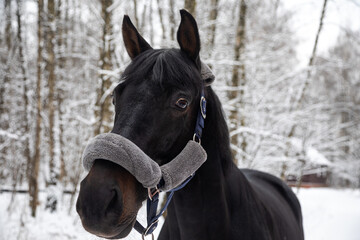 Portrait of a beautiful black horse. Winter snowy day. A beautiful horse. Horse's head.