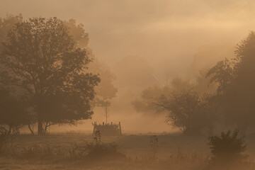 Atmospheric landscape with trees at sunrise and fog glowing orange in Bad Pyrmont, Germany.