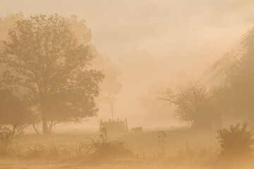 Landscape with grazing cows in a countryside with trees and grass covered with dewdrops and morning...