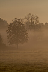 Atmospheric landscape with trees at sunrise and fog glowing orange in Bad Pyrmont, Germany.