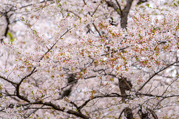 Sakura Cherry blossoms at Chidorigafuchi, Tokyo, Japan. - 684218484