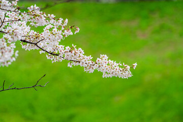 Sakura tree in Cherry Blossom season , Tokyo , Japan - 684218604