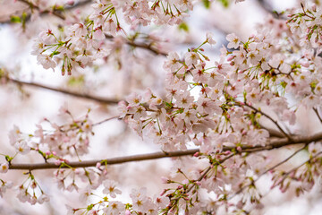 Sakura tree in Cherry Blossom season , Tokyo , Japan