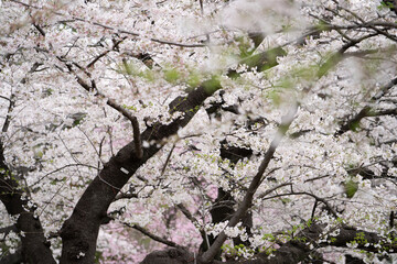 Sakura tree in Cherry Blossom season , Tokyo , Japan - 684218623