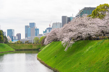 Sakura Cherry blossoms at Chidorigafuchi, Tokyo, Japan. - 684218683