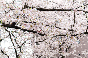 Sakura tree in Cherry Blossom season , Tokyo , Japan - 684218810
