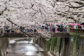 Sakura Tree in Cherry Blossom season at Meguro River, Tokyo , Japan - 684218885