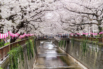Sakura Tree in Cherry Blossom season at Meguro River, Tokyo , Japan - obrazy, fototapety, plakaty