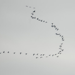 Flying school of cranes in the sky, wedge in the sky birds fly to the south.