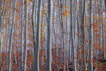 Autumn silver beech forest, natural autumn background, tree trunks, nature in Germany.