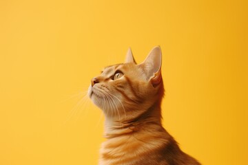 Portrait of ginger tabby cat on yellow background with copy space. Hungry animal with intense...