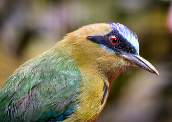 Amazonian Motmot (Momotus momota): A Tapestry of Color in the Rainforest