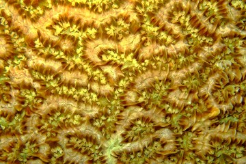 Yellow tropical coral reef. Detail of corals, underwater macro photography. Structure of the coral. Colorful underwater wildlife. Reef pattern.