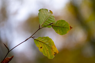 Leaf turning brown in the woodland with bokeh