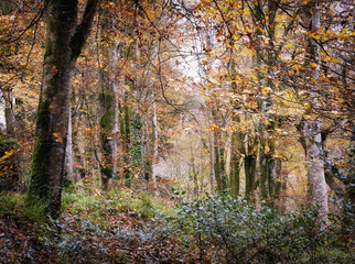 Idless woods near truro cornwall england uk in autumn 