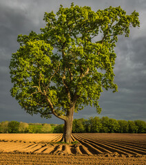 tree in ploughed field