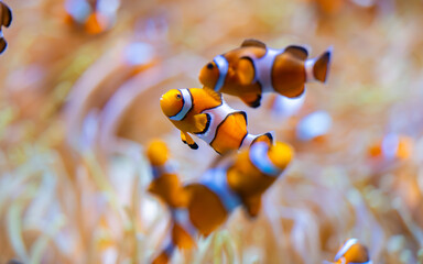 clown fish in an aquarium