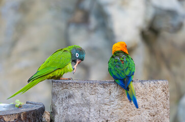 beautiful parrots in a park