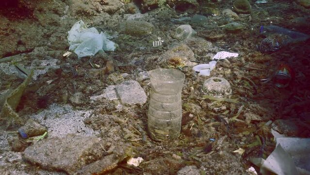 Forward movement, Slow motion of Goatfish feeding on sea bottom covered with plastic trash and oter debris. Concept plastic pollution of Ocean 