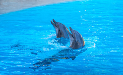dolphins in the park
