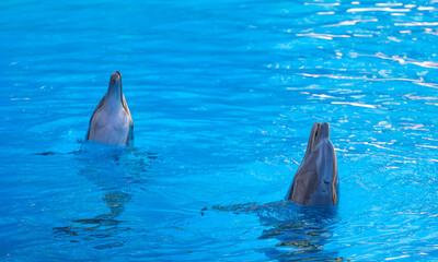 dolphins in the park