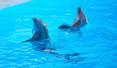 dolphins in the park