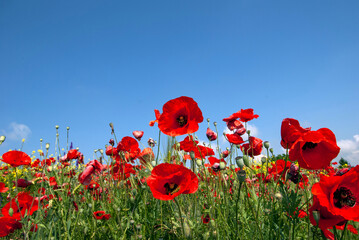 Large Field with red poppies and green grass against a blue sky.  Beautiful field scarlet poppies flowers with selective focus.  Glade of red poppies.