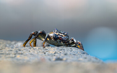 Atlantic red crab