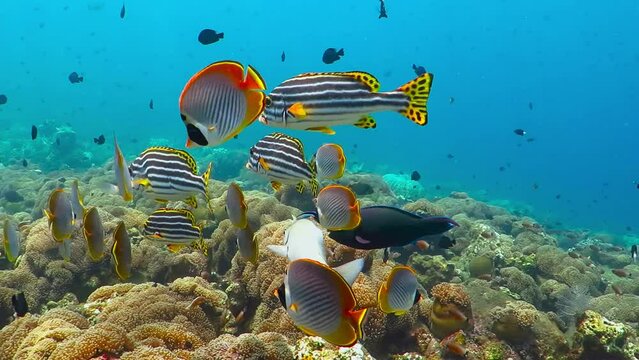 Blue ocean and school of colorful tropical fish. Marine life in the sea. Underwater video from scuba diving on the coral reef. Fish and corals. Aquatic wildlife.