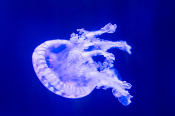 beautiful jellyfish