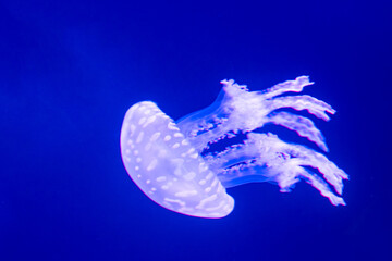 Naklejka premium beautiful jellyfish
