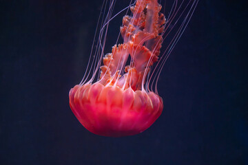 beautiful jellyfish