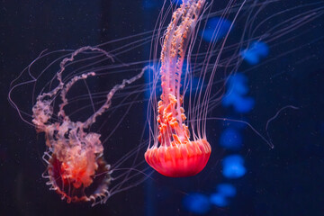 beautiful jellyfish