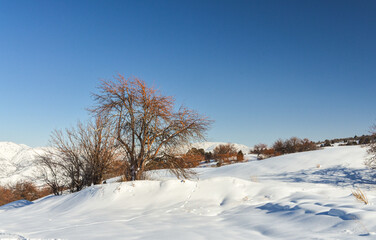 fresh powder on the slopes of Amirsoy mountain resort (Tashkent region, Uzbekistan)