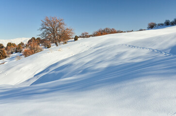 animal traces in fresh snow at Amirsoy mountain resort (Tashkent region, Uzbekistan)