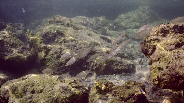 School of Golden Gray Mullet (Chelon aurata) feeding while floating on stony seabed covered with algae on rocky reef in Mediterranean Sea in shallow water on sun rays, Slow motion