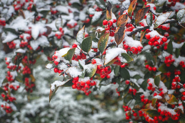 Winter berries, covered with snow, hang on a branch of Cotoneaster with green leaves. Snow Covered Red Berries in the winter garden. selective focus