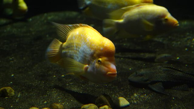 Video of Amphilophus citrinellus in aquarium