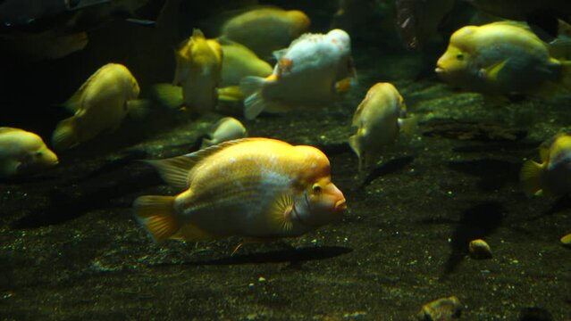 Video of Amphilophus citrinellus in aquarium