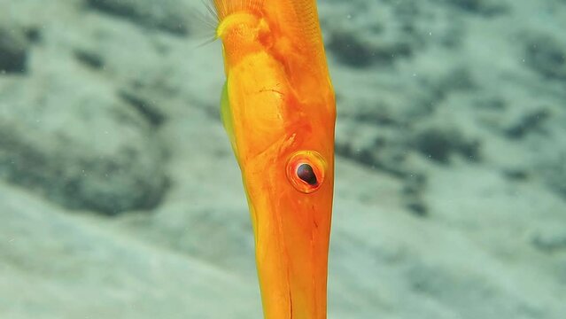 Detail of cornetfish (Fistulariidae) swimming in the sea. Head of tropical yellow fish. Underwater video from scuba diving with fish in the ocean. Colorful marine life.